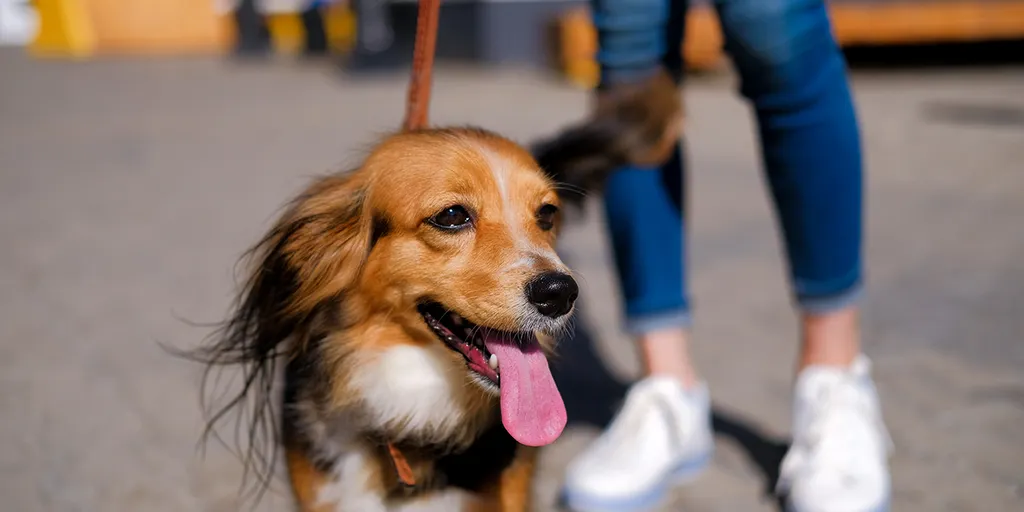 how do you walk in front of your dog