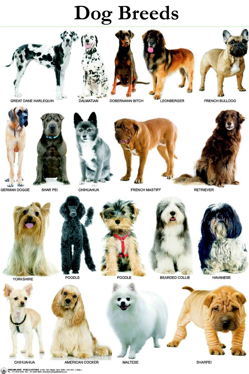 Dog breeds information