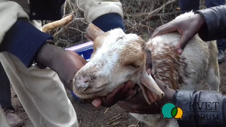 Nasal bots in sheep  Agriculture and Food