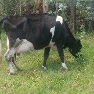 mararo joseph mainah