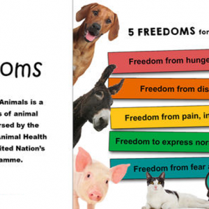 Five Freedoms for Animals.png