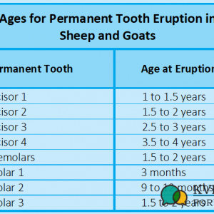 Sheep and Goats Tooth Eruption.