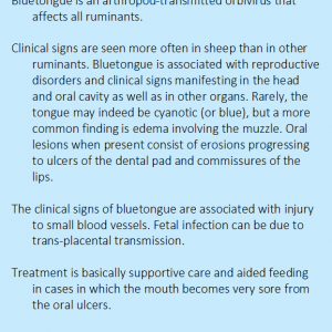 Bluetongue