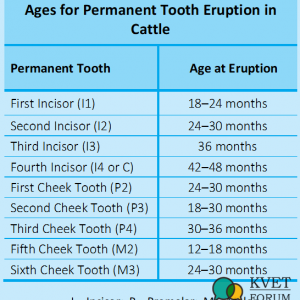 Cattle Teeth Eruption