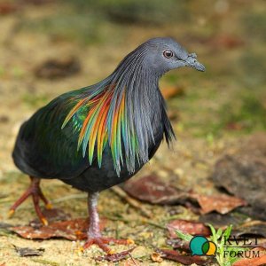 Nicobar pigeon.jpg