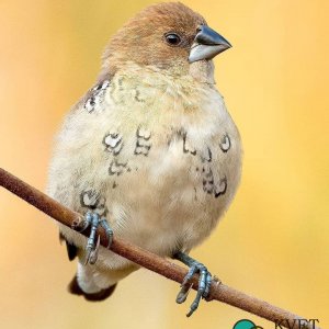 Scaly-breasted Munia juvenile.jpg