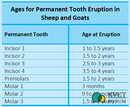 Sheep and Goats Tooth Eruption.