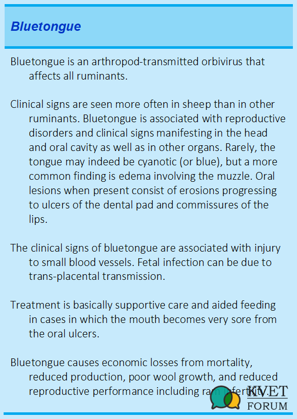 Bluetongue