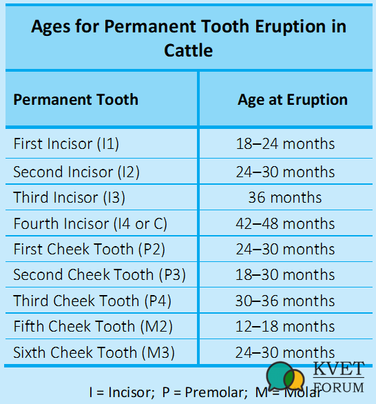 Cattle Teeth Eruption