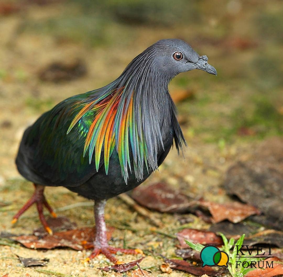 Nicobar pigeon.jpg