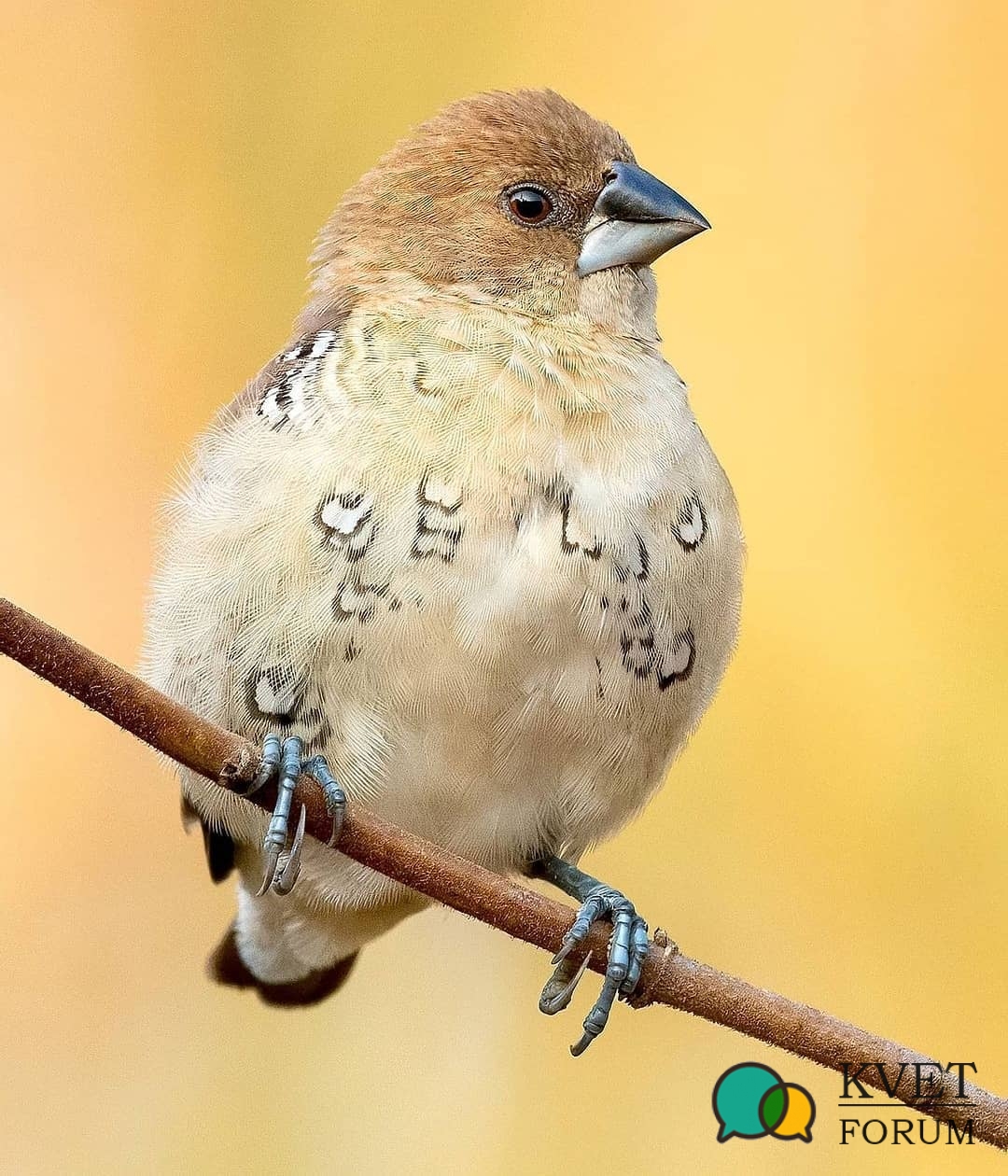 Scaly-breasted Munia juvenile.jpg