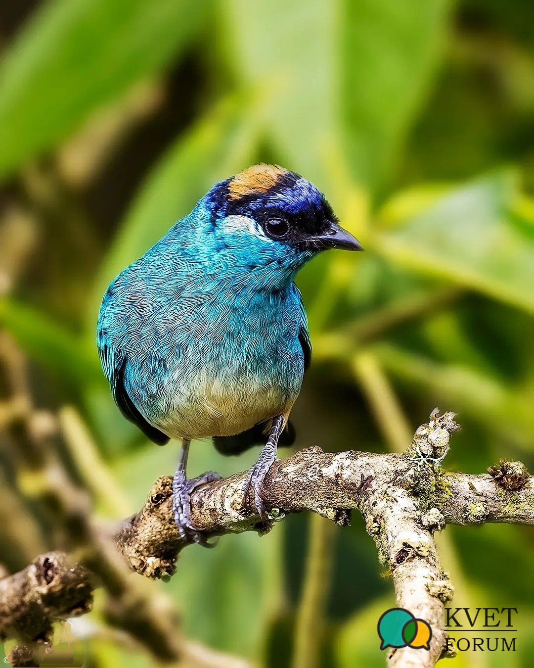 Golden-napped Tanager.jpg